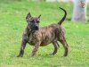 CANDY HOSSAM FARES KENNEL