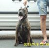 CICI DE SPARTAN D KENNEL