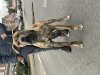 37K9S GWUARO