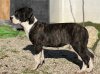 DIOSA DE KING ZULU