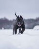 VIPRESS DE ALPHA HOUNDS