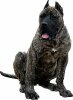BEASTMASTER'S TIBET