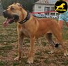 M-SKY DE PRYCAN BULL