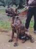 CANARIO DE FRAN BG