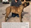 BRAVO KENNEL’S CHAGO BOY