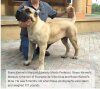 BRAVO KENNEL’S MARQUIS