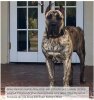 BRAVO KENNEL’S KING