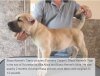 BRAVO KENNEL’S TITAN