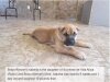 BRAVO KENNEL’S ISABELLA