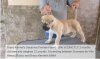 BRAVO KENNEL’S SAVANNA
