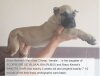 BRAVO KENNEL’S CHYNA