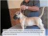 BRAVO KENNEL’S BRAVA (2014)