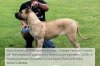 BRAVO KENNEL’S MORA