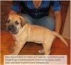 BRAVO KENNEL’S DULCE