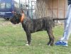 WINSTON BULLSARA DEL PEMBA (ARKAN)