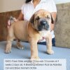 BRAVO KENNEL’S NIKO