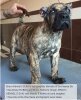 BRAVO KENNEL’S SUKI