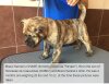 BRAVO KENNEL’S CHASE