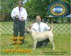 BRAVO KENNEL’S MYA