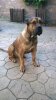 DRAGO DE KING ZULU