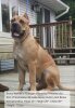 BRAVO KENNEL’S RHAEGAR