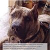 BRAVO KENNEL'S KATO