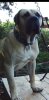 CUJO