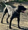 TRAKA DE KING ZULU