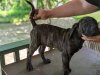 ATILLA DE AMERICAN BRED