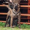 DIXIE DE AMERICANBULL