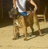 U-MAX DOG PUR