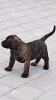 B-J'LO DARIA PRESA CANARIO