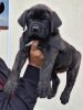 B-LILI DARIA PRESA CANARIO