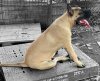 CERBER DE ZHONGHAI KENNEL