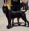 HATUEY DE BALDIOS KENNEL
