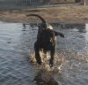 IZA PERROS DE FU