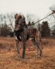 PRINCE DE EXOTIC PRESA
