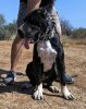 ASIO DE KING ZULU