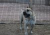 TANK DE CANARIAN BULL