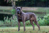 LA CANARI GUARDIANA OF PROPERK9