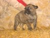 C'SULTAN DES GARDIENS DES PELERINS