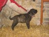 CHANY DES GARDIENS DES PELERINS