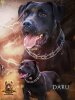 DARU DE CICILLINI PROTECTION DOGS