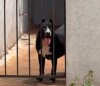 ZAHARA DE CICILLINI PROTECTION DOGS