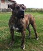 FALCOR DES MOLOSSES DES 7 VALLEES