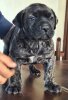 C-ROMA DARIA PRESA CANARIO