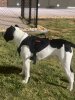 BRUTUS DE RAW KENNELS