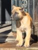 PERRO DE PRESA CANARIO