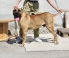 FERNANDO PERRO LOCO DE HIERRO