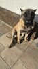 B-ARES DARIA PRESA CANARIO